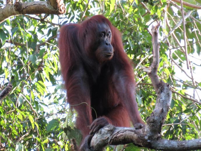 orangutang_borneo_population