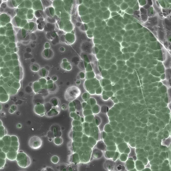 nrel_electron_microscope_enzyme_interaction_preview