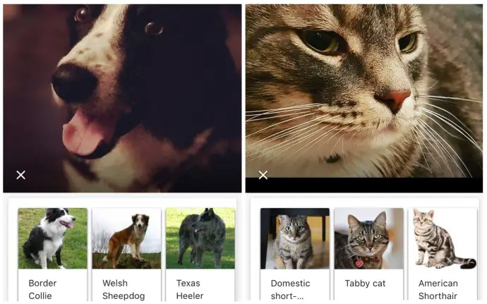 google_lins_identifies_cat_and_dog_breeds_2
