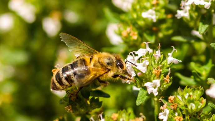 honung_bi_utrotning_pollinering