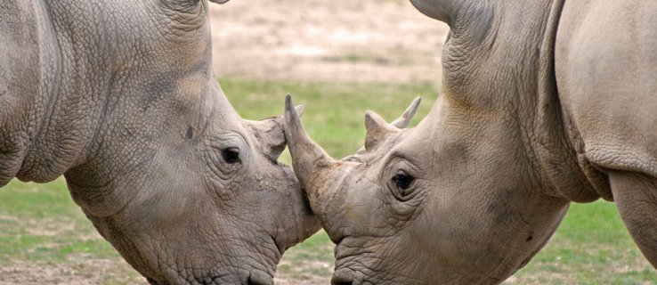 Det är två år kvar av tjuvskytten som lurar 3D-printade noshörningshorn