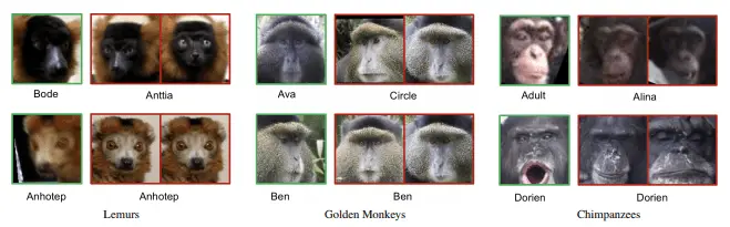 ansiktsrekongition_för_primater