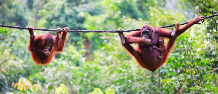 Människor håller på att decimera Borneos orangutangpopulation, visar ny forskning