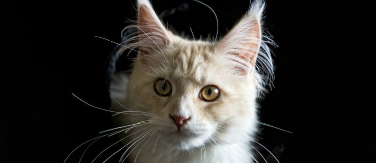 Toxoplasma gondii: Den sinnesförändrande kattparasiten kan vara farligare än vi trodde